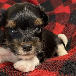 Biewer Terrier and Yorkshire Terrier Puppies from [580] Biewers and Yorkies